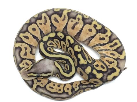 Super Pastel Ball Python For Sale With Live Arrival Guarantee