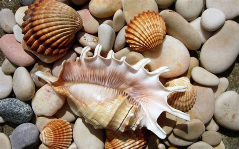 Sea Shells Wallpaper 53 Pictures