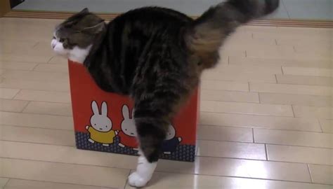 Maru The Cat Loves To Attack Boxes
