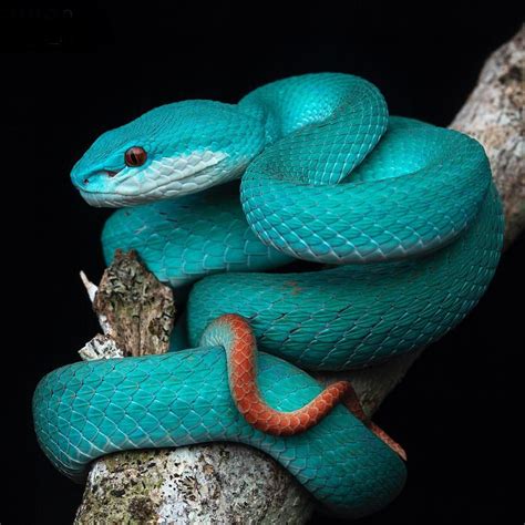 Cant Get Bored About The Blue Form Of The Lesser Sunda Pit Viper Trimeresurus Insularis