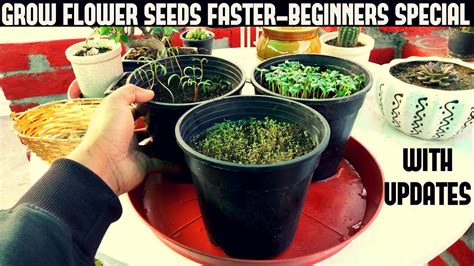 How To Grow Flower Seeds Faster Beginners Special