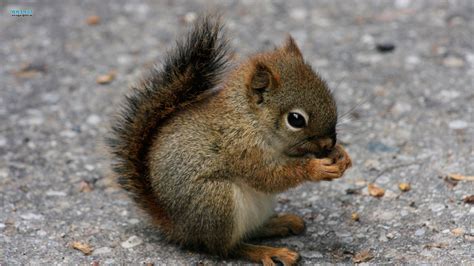 Baby Animals Home › Animals › Cute Squirrel Baby Animal
