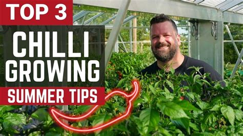 Top 3 Tips To Get A Massive Chilli Pepper Harvest Youtube