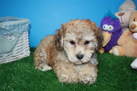 Puppies for sale at canine corral. Poodle Puppies For Sale - Long Island Puppies