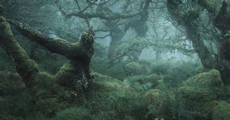 Stunning Images Of Englands Most Haunted Forest Nature Ttl