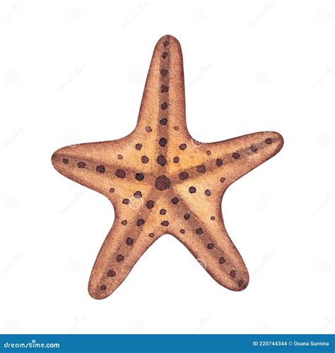 Yellow Sea Star Starfish Isolated Hand Painted Watercolor