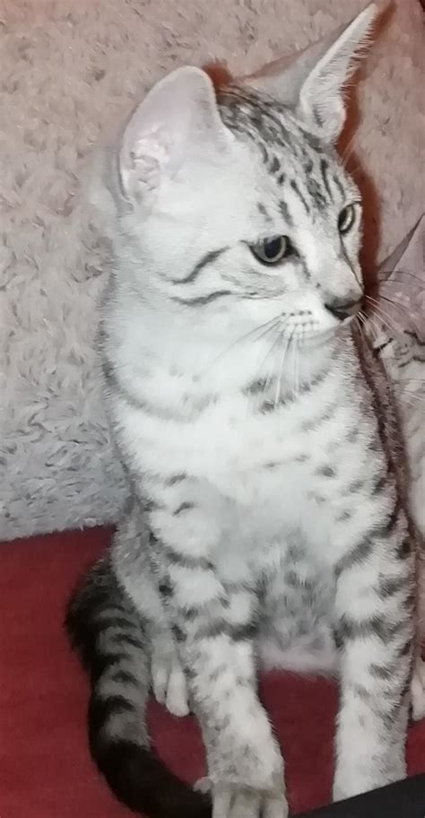 A cat named zula was transported from abyssinia to england at the end of the abyssinian war in 1868, but whether zula was an abyssinian is subject to debate. Egyptian Mau, Egyptian Mau kittens available, Cats, for ...