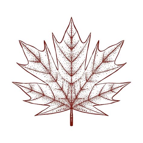 Premium Vector Maple Leaves Hand Drawn Illustration