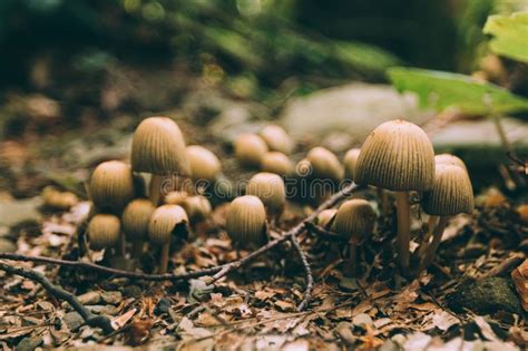 Many Dangerous Inedible Mushrooms In A Dark Forest Stock Image Image