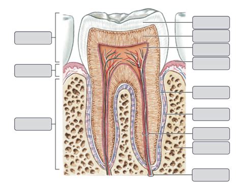 Tooth Diagram Diagram Quizlet