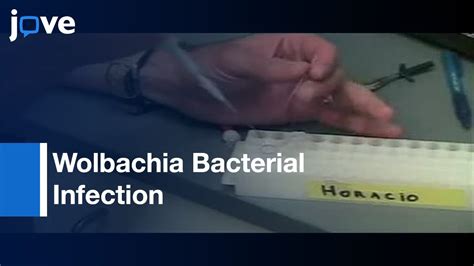 Wolbachia Bacterial Infection Drosophila L Protocol Preview Youtube