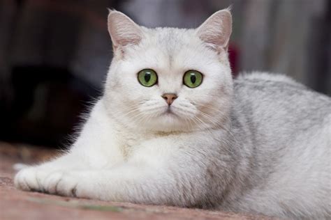 Find peace of mind at a price you can afford. British Shorthair silver shaded