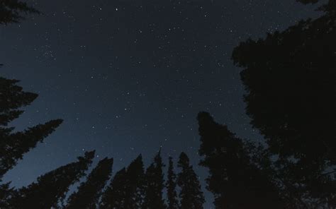 Download Wallpaper 1920x1200 Trees Starry Sky Night Bottom View