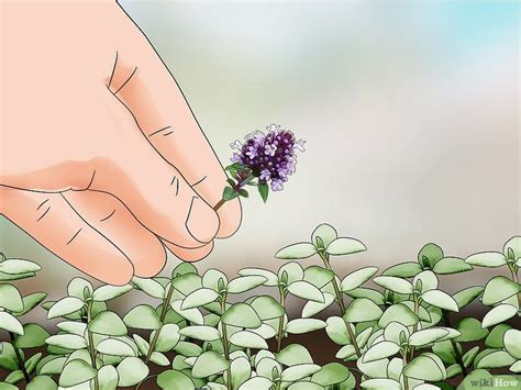 How To Prune Thyme Thyme Plant Growing Thyme How To Prune Thyme Plant