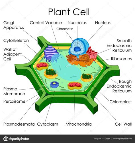 Mitocondrias Ciencia Verde Pared Organismo Imagen Vectorial De