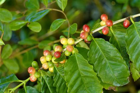 Caffeinated Concoctions Coffee Tea And Chocolate Naples Botanical