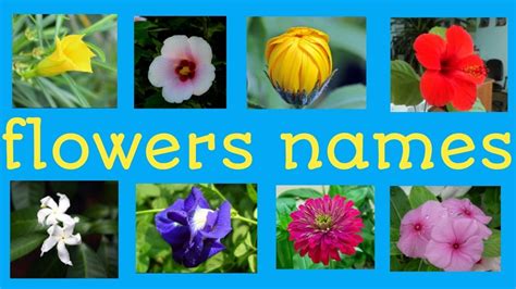 Flowers Names And Pictures List Of Plant And Flower Names In English