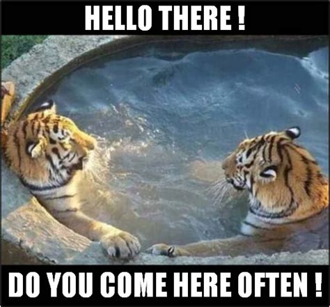 Tiger Hot Tub Imgflip