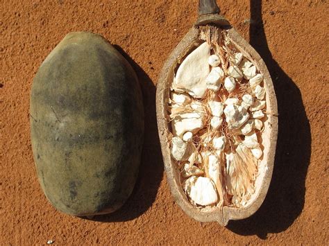 Baobab Qué Es Beneficios Propiedades Y Usos En La Cocina