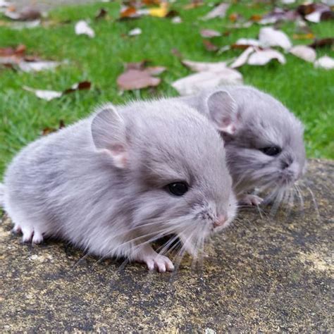 chinchillas    fluffy  butts  top