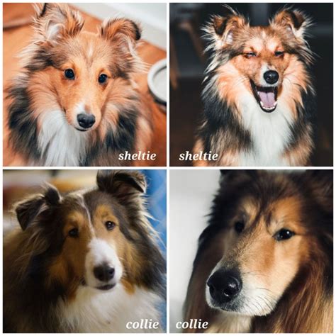 Shetland Sheepdog Sheltie Vs Collie Similarities And Differences