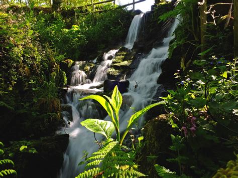 Free Images Forest Waterfall Pond Stream Jungle Park Botany