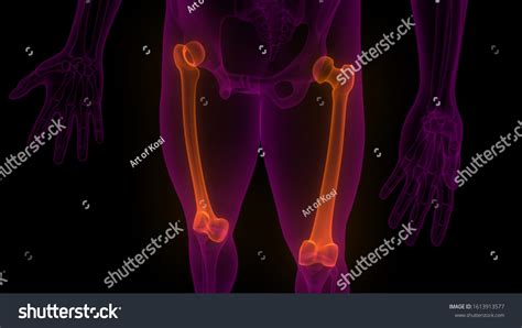 Femur Joints Human Skeleton System Anatomy ภาพประกอบสต็อก 1613913577