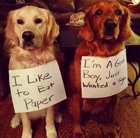 Funny Animal Picture Dump Of The Day 25 Pics Funny Animal Memes Dog