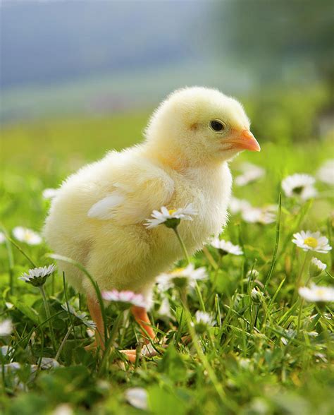 Picture Of A Baby Chicken Captions More