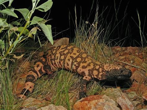 Gila Monster Factsreptiles And Amphibians Gila Monster Science Hub