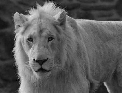 Lion Blanc Du Timbavati Afrique Du Sud Lion Blanc Du Timba Flickr