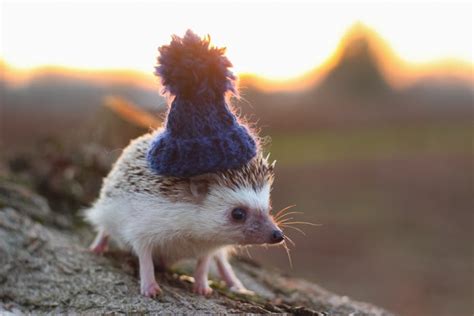 This Hedgehog Day Treat Yourself With 47 Pictures Of