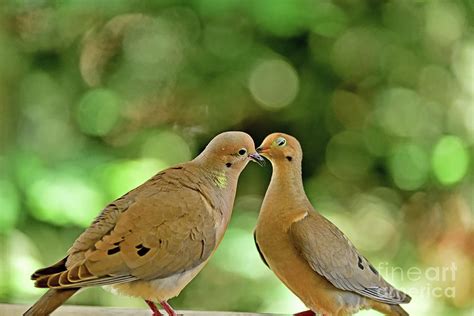 Mourning Dove Mating Between Kisses Photograph By Bipul Haldar