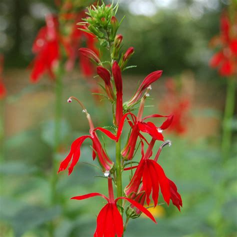Lobelia Cardinalis When To Plant - lobelia cardinalis mini how to plant