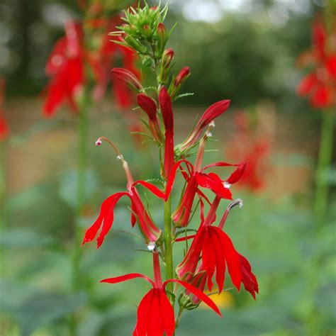 Lobelia Cardinalis Cardinal Flower Cardinal Flower Beech Hollow Farms