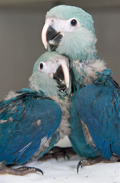 Spixs Macaw Babies At Actp In March 2011 Cute Baby Animals Baby