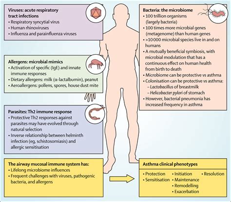 Microbes And Mucosal Immune Responses In Asthma The Lancet