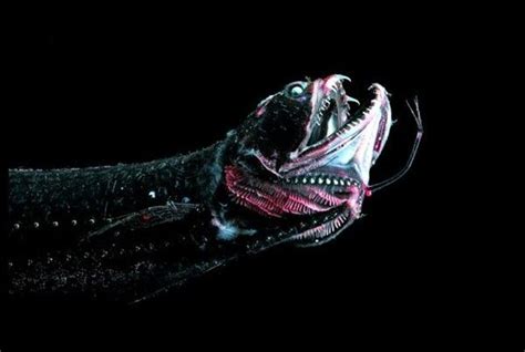 Unique Creatures That Live In The Deepest Part Of The Worlds Oceans