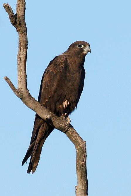 Black Falcon Alchetron The Free Social Encyclopedia
