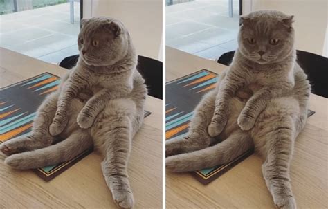 Cats Comfortably Sitting In The Weirdest Positions Get Shared On