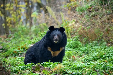 Asiatic Black Bear Size Habitat Population And Facts Britannica