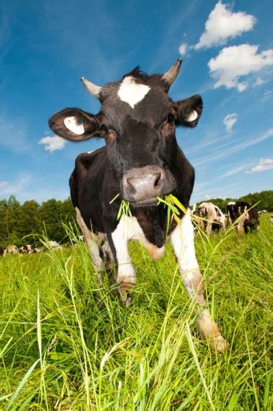 Cows Eating Grass Free Stock Photos Download 4342 Free Stock Photos