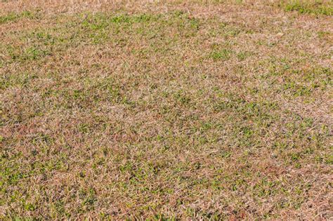 This is because when your lawn starts its dormancy phase, it ceases from growing. Learn More About Your Dormant Lawn