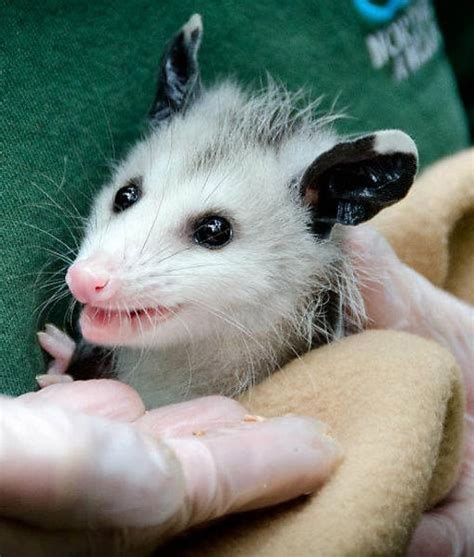 Marsupial Munchkin A Pint Sized Virginia Opossum Was All Smiles When It