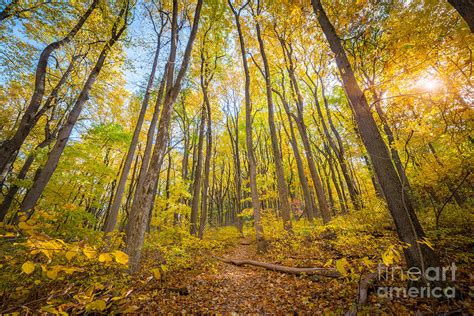 Autumn Hiking Trail Shenandoah National Park Photograph By Michael Ver