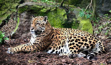 Captivating Facts About The Food Jaguars Eat And Their Habitat Animal