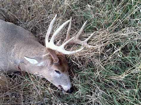 Bow Hunting Big Bucks Shot In 2010 Minnesota Rifle Season