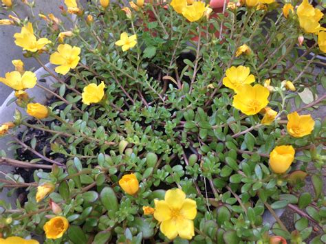 And the larger the container and volume of soil the the small container plants stay fairly small but of course can be planted in larger containers as well. Purslane. | Container gardening, Plants, Pumpkin patch