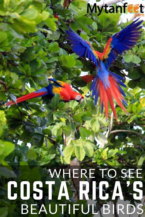 Spotting The Birds Of Costa Rica Tips For Bird Watching In 2020