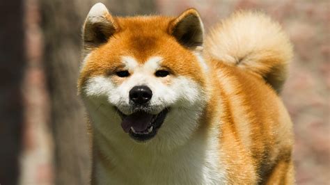 Akita Dog Breed Information Pictures Facts 1 Telegraph